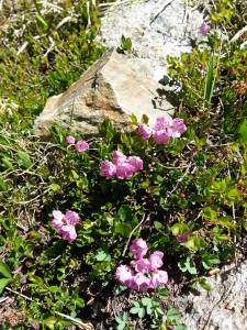 Pink flowers Lion Lake June 2018